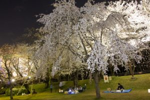 水源公園　桜まつり　ライトアップ　　夜景　3月　春の花　愛知県豊田市の観光・撮影スポットの画像と写真
