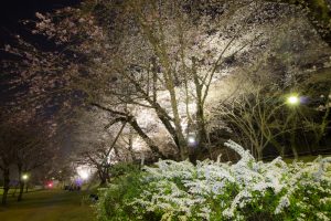 水源公園　桜まつり　ライトアップ　　夜景　3月　春の花　愛知県豊田市の観光・撮影スポットの画像と写真
