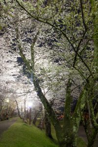 水源公園　桜まつり　ライトアップ　　夜景　3月　春の花　愛知県豊田市の観光・撮影スポットの画像と写真
