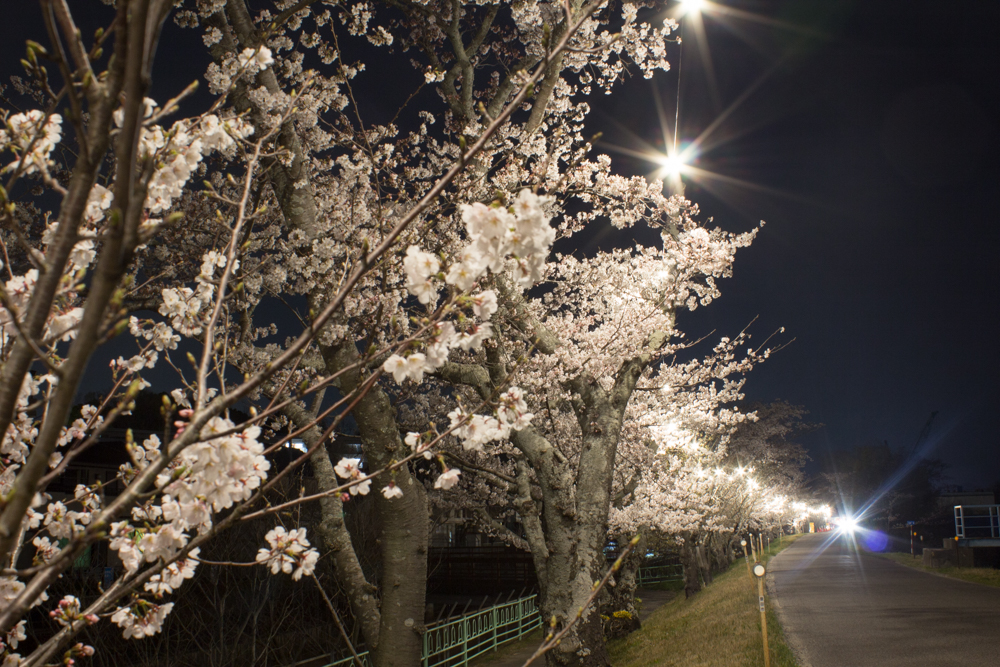 水源公園　桜まつり　ライトアップ　　夜景　3月　春の花　愛知県豊田市の観光・撮影スポットの画像と写真