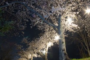 水源公園　桜まつり　ライトアップ　　夜景　3月　春の花　愛知県豊田市の観光・撮影スポットの画像と写真