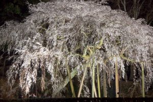 奥山田のしだれ桜　ライトアップ　3月　春の花　愛知県岡崎市の観光・撮影スポットの画像と写真