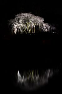 奥山田のしだれ桜　ライトアップ　3月　春の花　愛知県岡崎市の観光・撮影スポットの画像と写真