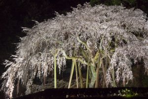 奥山田のしだれ桜　ライトアップ　3月　春の花　愛知県岡崎市の観光・撮影スポットの画像と写真