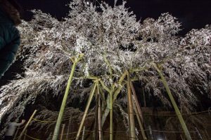 奥山田のしだれ桜　ライトアップ　3月　春の花　愛知県岡崎市の観光・撮影スポットの画像と写真