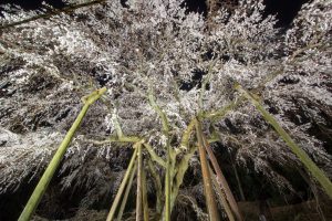 奥山田のしだれ桜　ライトアップ　3月　春の花　愛知県岡崎市の観光・撮影スポットの画像と写真