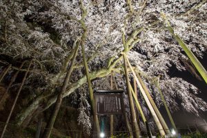 奥山田のしだれ桜　ライトアップ　3月　春の花　愛知県岡崎市の観光・撮影スポットの画像と写真