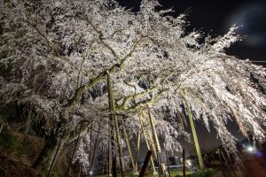 奥山田のしだれ桜　ライトアップ　3月　春の花　愛知県岡崎市の観光・撮影スポットの画像と写真
