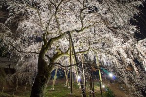 奥山田のしだれ桜　ライトアップ　3月　春の花　愛知県岡崎市の観光・撮影スポットの画像と写真