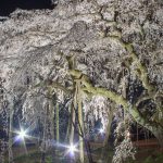 奥山田のしだれ桜　ライトアップ　3月　春の花　愛知県岡崎市の観光・撮影スポットの画像と写真