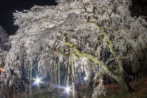 奥山田のしだれ桜　ライトアップ　3月　春の花　愛知県岡崎市の観光・撮影スポットの画像と写真