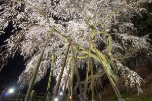 奥山田のしだれ桜　ライトアップ　3月　春の花　愛知県岡崎市の観光・撮影スポットの画像と写真