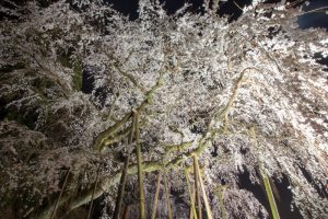 奥山田のしだれ桜　ライトアップ　3月　春の花　愛知県岡崎市の観光・撮影スポットの画像と写真