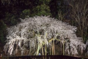 奥山田のしだれ桜　ライトアップ　3月　春の花　愛知県岡崎市の観光・撮影スポットの画像と写真