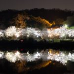 水源公園　桜まつり　リフレクション　ライトアップ　　夜景　3月　春の花　愛知県豊田市の観光・撮影スポットの画像と写真