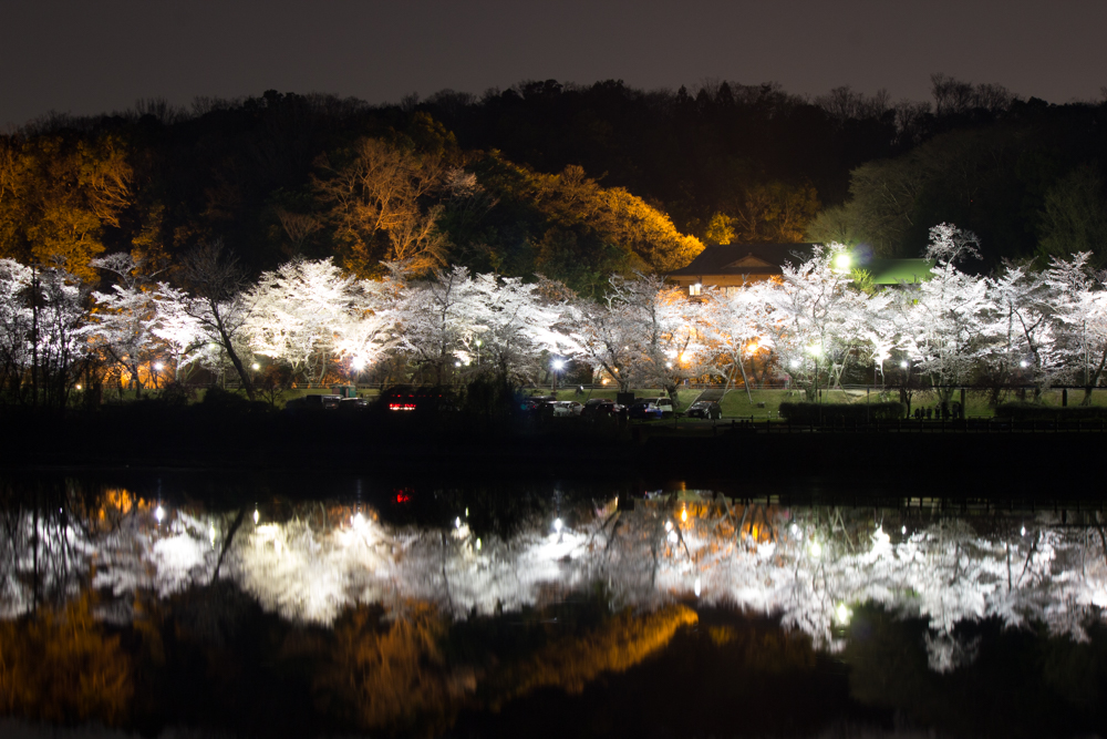 水源公園　桜まつり　リフレクション　ライトアップ　　夜景　3月　春の花　愛知県豊田市の観光・撮影スポットの画像と写真