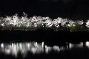 水源公園　桜まつり　リフレクション　ライトアップ　　夜景　3月　春の花　愛知県豊田市の観光・撮影スポットの画像と写真水源公園　桜まつり　リフレクション　ライトアップ　　夜景　3月　春の花　愛知県豊田市の観光・撮影スポットの画像と写真