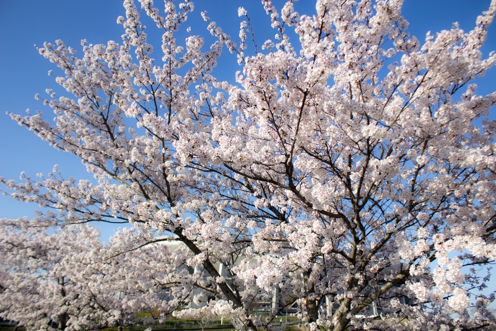 豊田スタジアム芝生広場 桜 3月 春の花 豊田市の観光 撮影スポットの画像と写真 東海カメラマップ