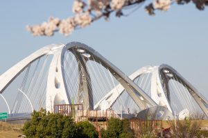 豊田大橋　桜　3月　春の花　豊田市の観光・撮影スポットの画像と写真
