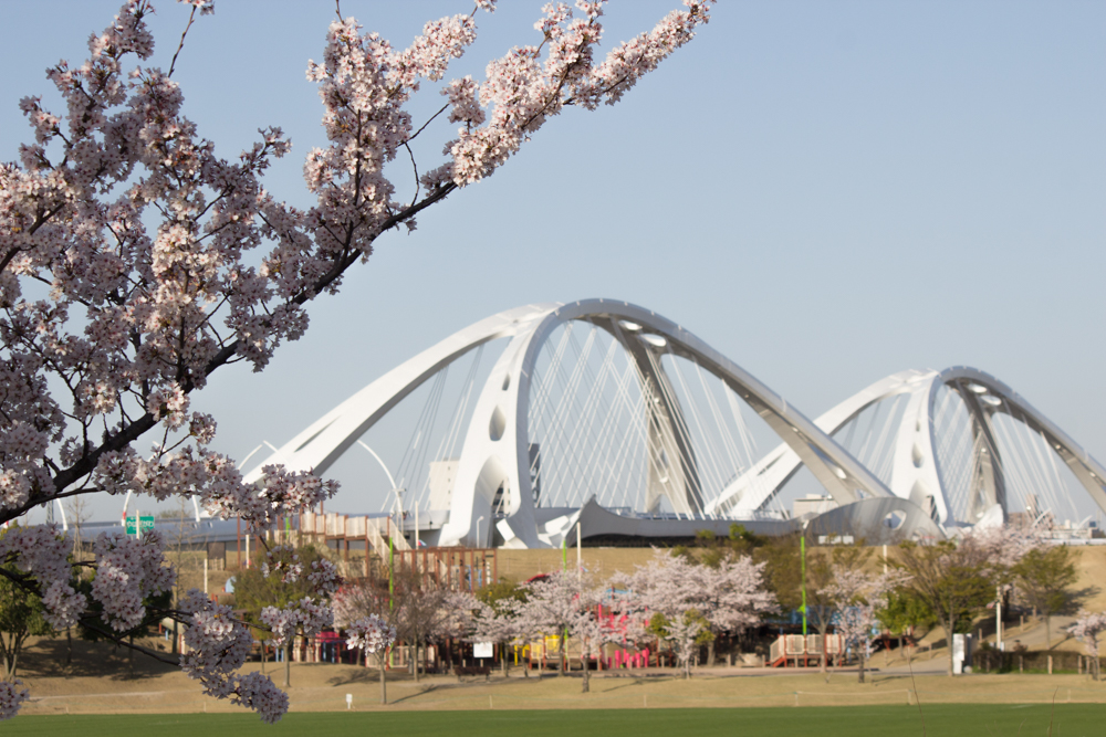 豊田大橋　桜　3月　春の花　豊田市の観光・撮影スポットの画像と写真