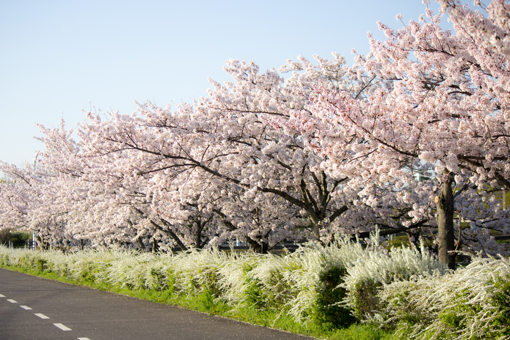 豊田スタジアム芝生広場　桜　3月　春の花　豊田市の観光・撮影スポットの画像と写真