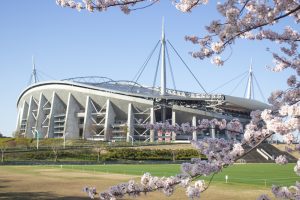 豊田スタジアム　桜　3月　春の花　豊田市の観光・撮影スポットの画像と写真