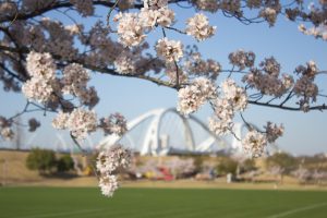 豊田大橋　桜　3月　春の花　豊田市の観光・撮影スポットの画像と写真