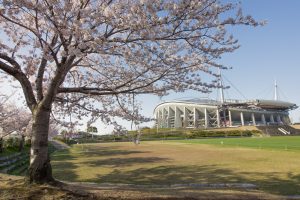 豊田スタジアム　桜　3月　春の花　豊田市の観光・撮影スポットの画像と写真