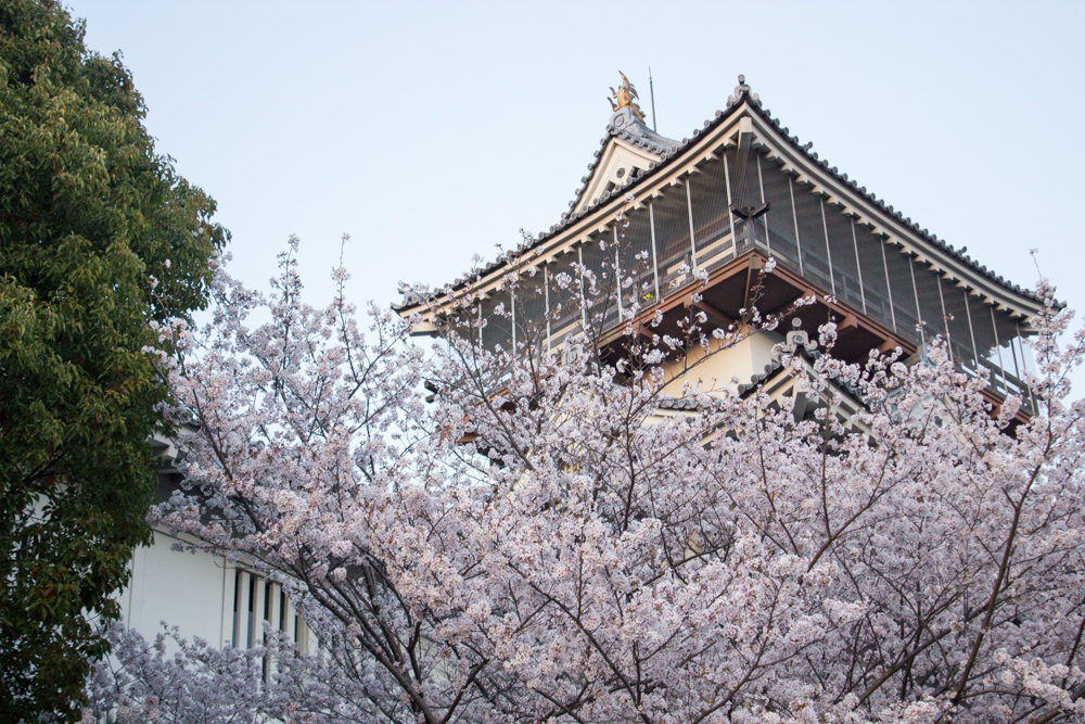 岩崎城　桜　桜祭り　3月　4月　愛知県日進市の観光・撮影スポットの画像と写真