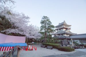 岩崎城　桜　桜祭り　3月　4月　愛知県日進市の観光・撮影スポットの画像と写真