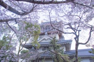 岩崎城　桜　桜祭り　3月　4月　愛知県日進市の観光・撮影スポットの画像と写真