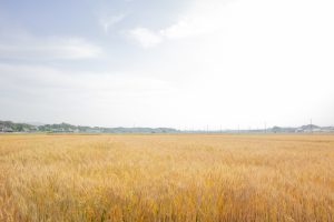 小麦畑　豊田市　5月末　豊田市の観光・撮影スポットの画像と写真