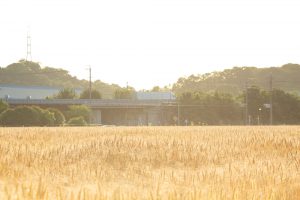 小麦畑　豊田市　5月末　豊田市の観光・撮影スポットの画像と写真