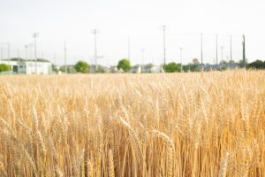 小麦畑　豊田市　5月末　豊田市の観光・撮影スポットの画像と写真