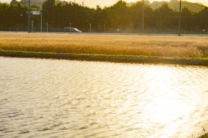 小麦畑　豊田市　5月末　豊田市の観光・撮影スポットの画像と写真
