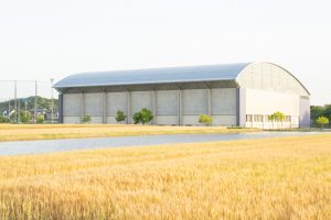小麦畑　豊田市　5月末　豊田市の観光・撮影スポットの画像と写真