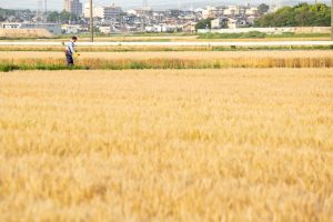 小麦畑　豊田市　5月末　豊田市の観光・撮影スポットの画像と写真