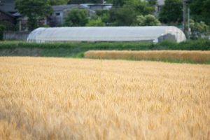 小麦畑　豊田市　5月末　豊田市の観光・撮影スポットの画像と写真