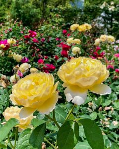 松阪農業公園ベルファーム、バラ、5月夏の花、三重県松阪市の観光・撮影スポットの画像と写真
