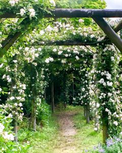 松阪農業公園ベルファーム、バラ、5月夏の花、三重県松阪市の観光・撮影スポットの画像と写真