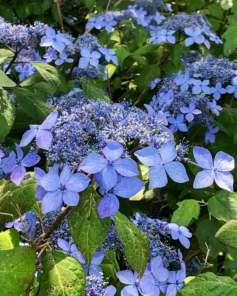 松阪農業公園ベルファーム、あじさい、5月夏の花、三重県松阪市の観光・撮影スポットの画像と写真