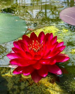 松阪農業公園ベルファーム、スイレン、5月夏の花、三重県松阪市の観光・撮影スポットの画像と写真