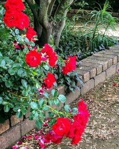松阪農業公園ベルファーム、バラ、5月夏の花、三重県松阪市の観光・撮影スポットの画像と写真