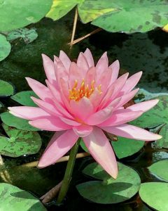 松阪農業公園ベルファーム、スイレン、5月夏の花、三重県松阪市の観光・撮影スポットの画像と写真