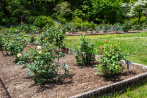 岐阜市畜産センター公園、バラ、5月夏の花、岐阜県岐阜市の観光・撮影スポットの名所