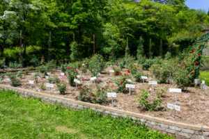 岐阜市畜産センター公園、バラ、5月夏の花、岐阜県岐阜市の観光・撮影スポットの名所