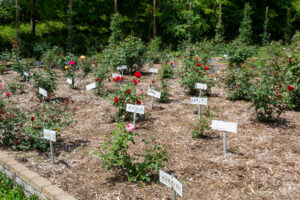 岐阜市畜産センター公園、バラ、5月夏の花、岐阜県岐阜市の観光・撮影スポットの名所