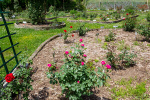 岐阜市畜産センター公園、バラ、5月夏の花、岐阜県岐阜市の観光・撮影スポットの名所