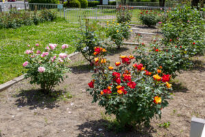 岐阜市畜産センター公園、バラ、5月夏の花、岐阜県岐阜市の観光・撮影スポットの名所