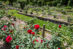 岐阜市畜産センター公園、バラ、5月夏の花、岐阜県岐阜市の観光・撮影スポットの名所